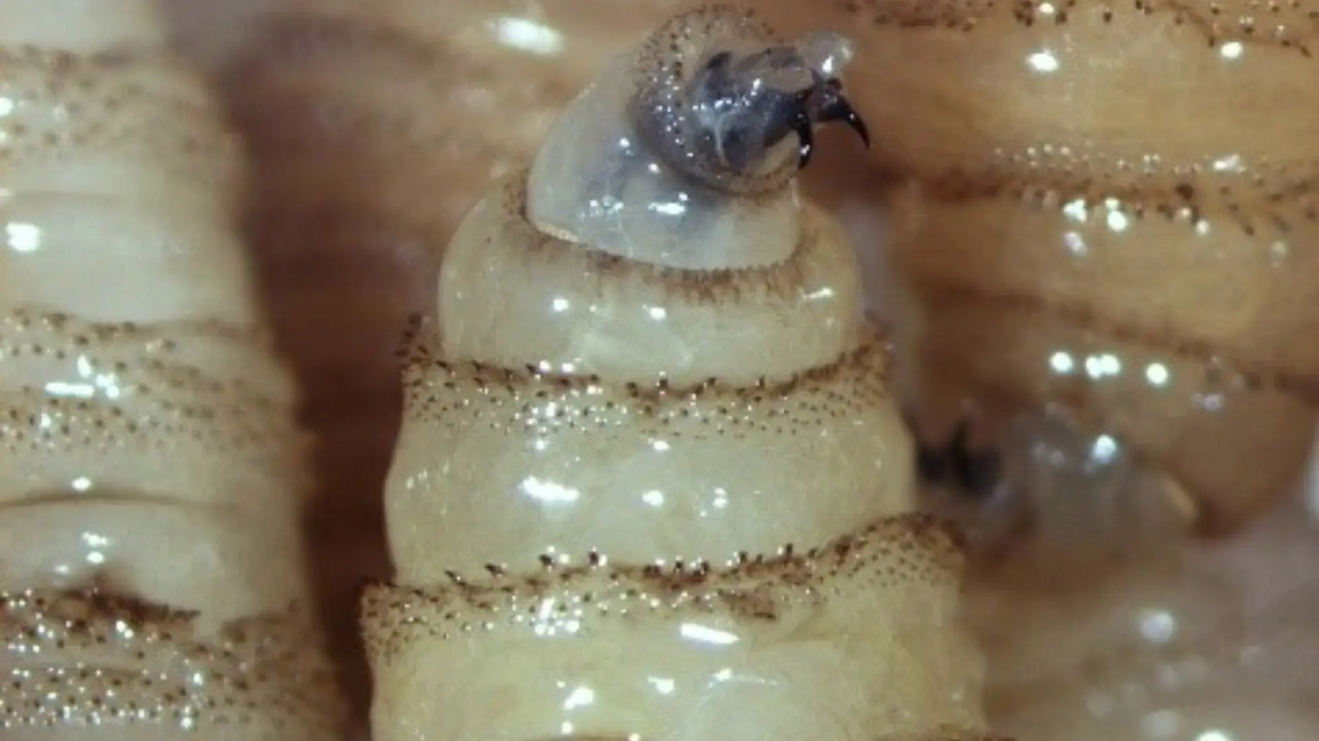 Sader descarta brote de gusano barrenador en Nuevo León; caso se detectó a tiempo