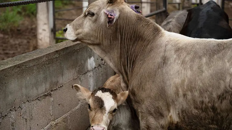 EUA acusa a México de fallar en protocolos contra gusano barrenador y mantiene frontera cerrada